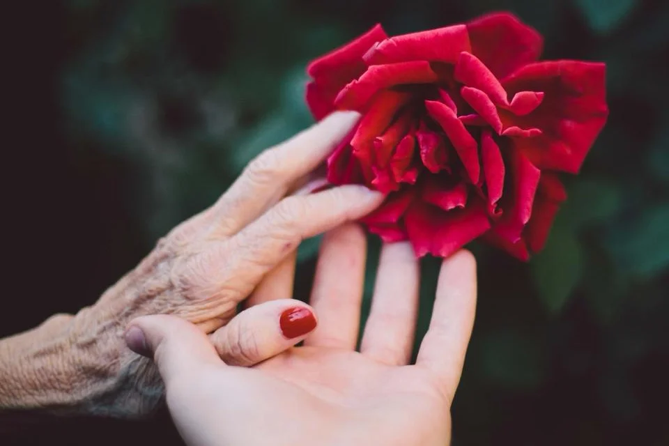 An older hand and a younger hand gently holding a red rose.