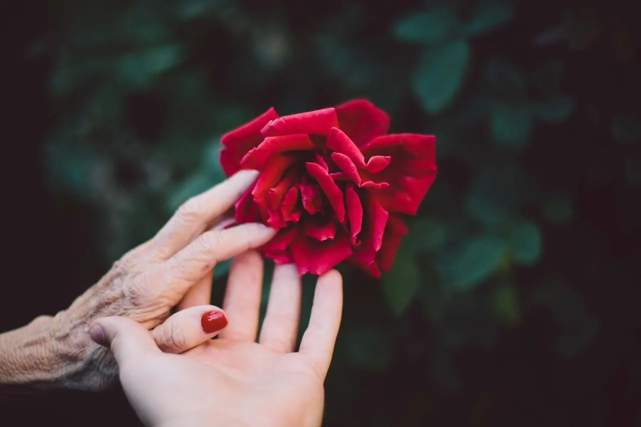 An older hand and a younger hand gently holding a red rose.