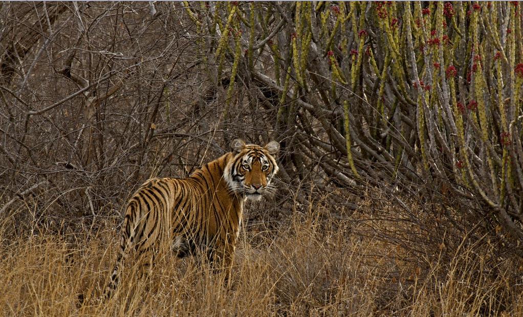 Tiger 01