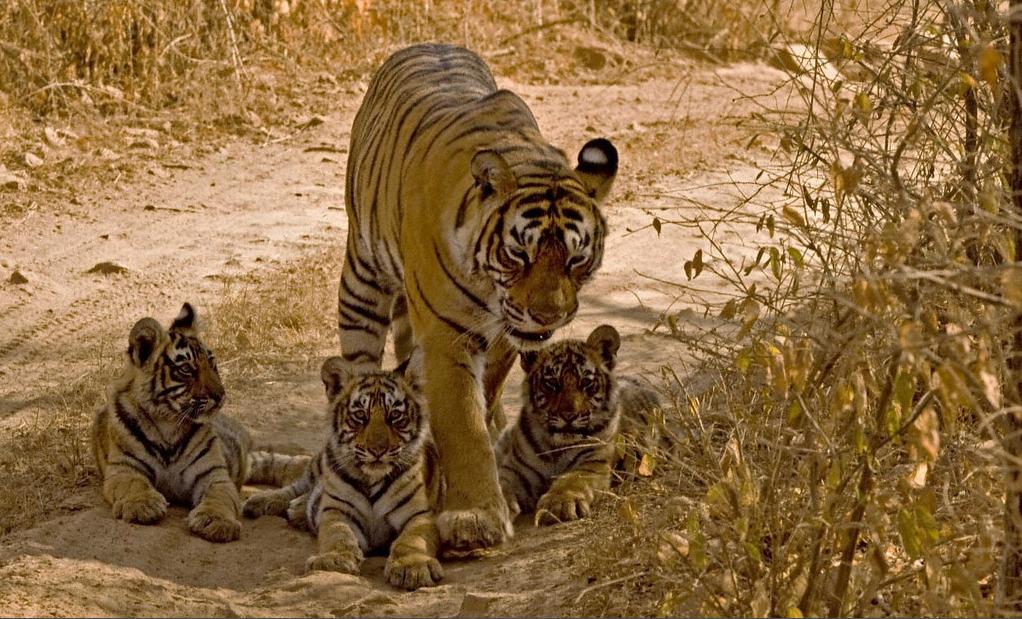 Tiger 02
