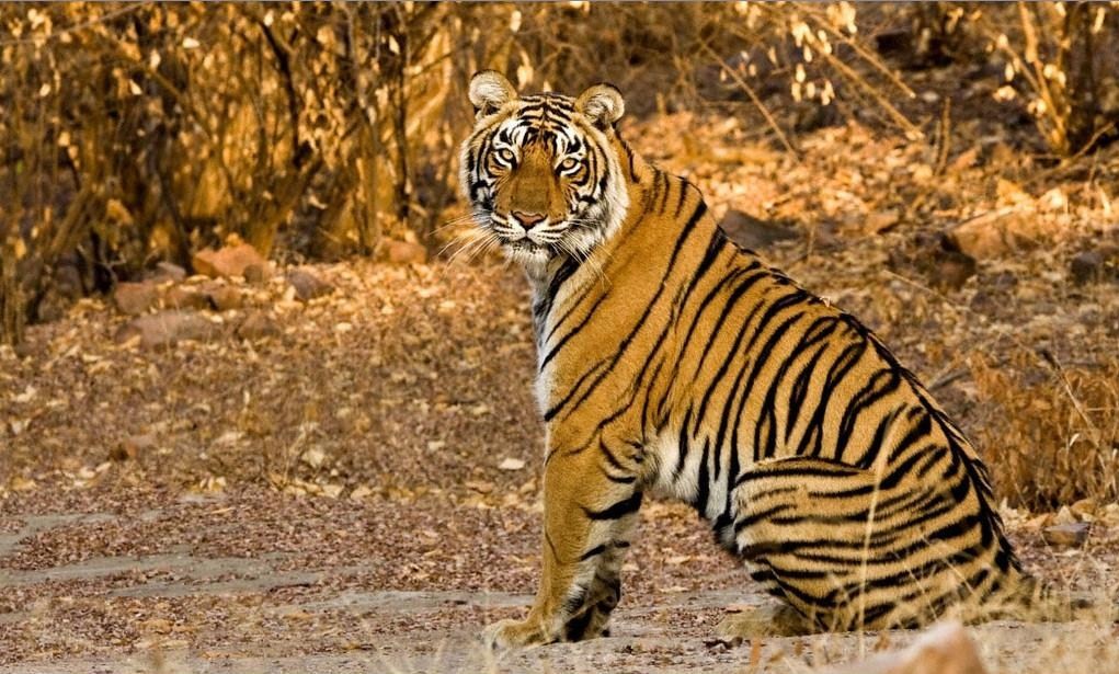 Tiger 03