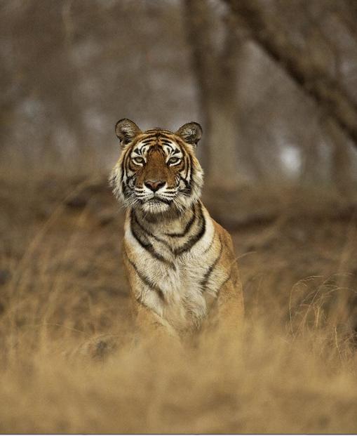 Tiger 04