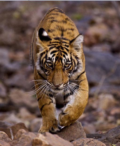 Tiger 06
