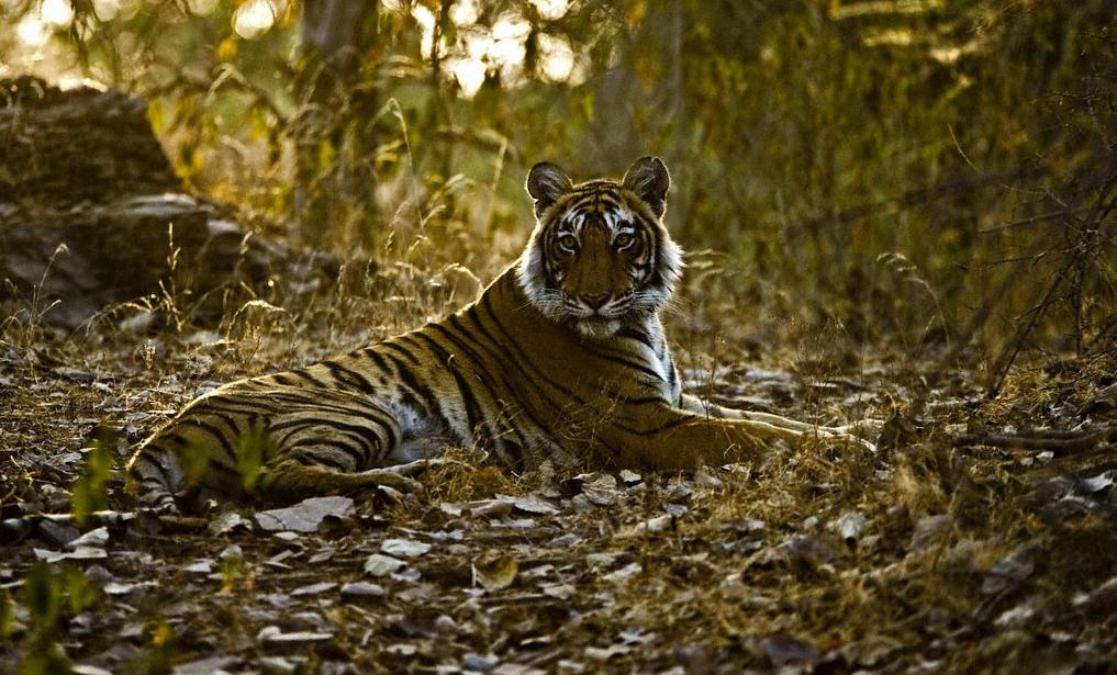 Tiger 08