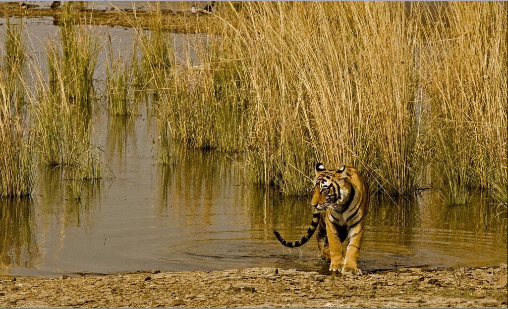 Tiger 09