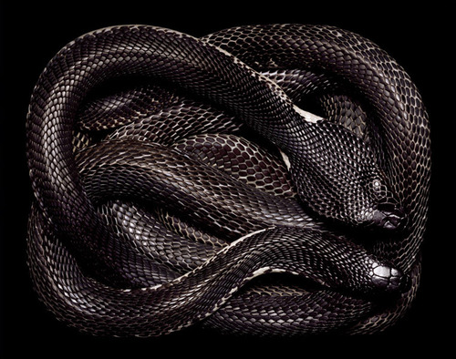 snakes