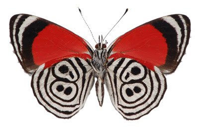 5a