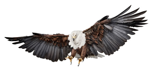 birds2